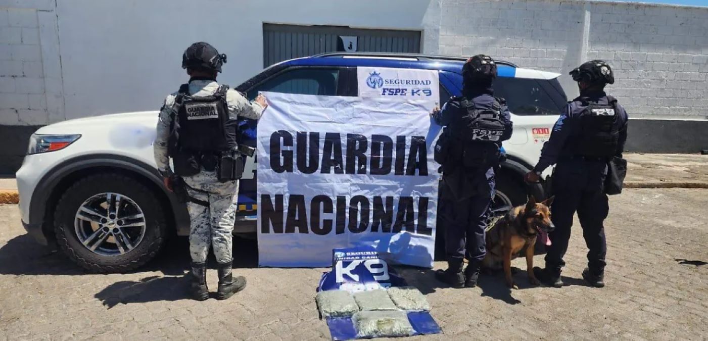 Aseguran más de 13 mil dosis de marihuana en paqueterías de Guanajuato