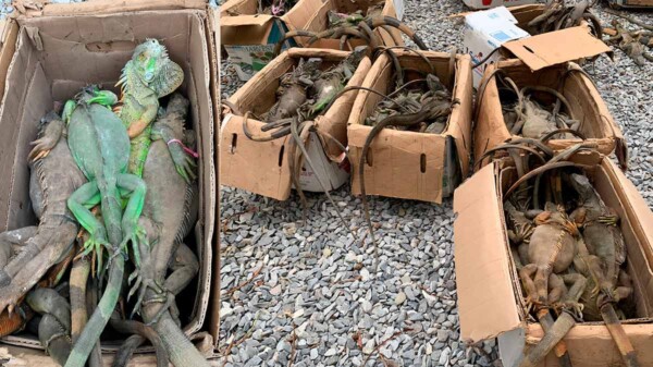 Presenta Profepa denuncia penal contra depredación de iguanas