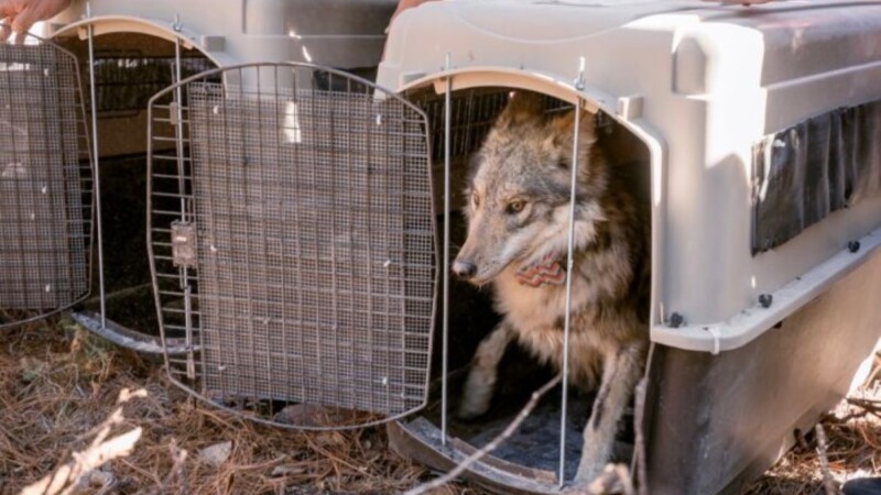Liberan a familia de lobo mexicano en la sierra de Durango