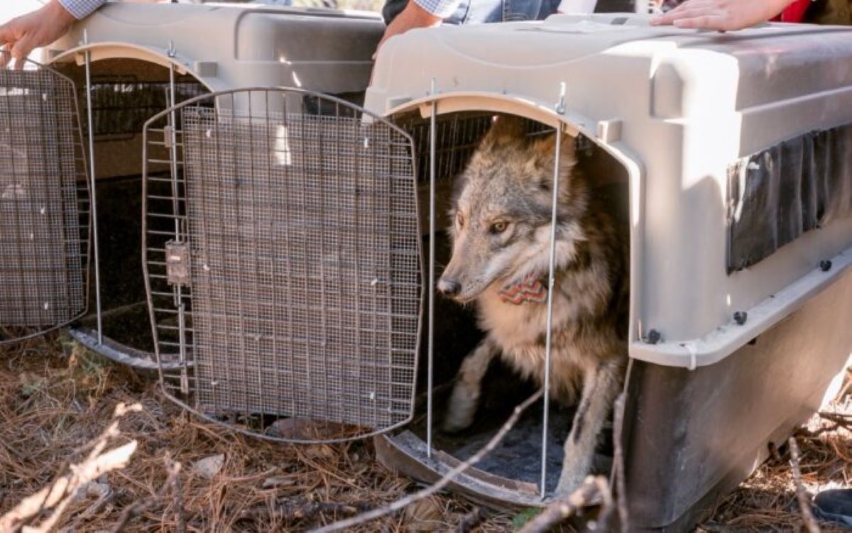 Liberan a familia de lobo mexicano en la sierra de Durango
