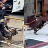 Perro policía frustra ataque y permite la captura de agresor en California