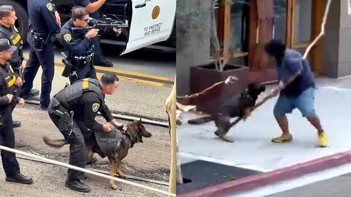 Perro policía frustra ataque y permite la captura de agresor en California