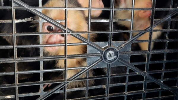 Rescatan a 10 monos capuchinos transportados ilegalmente en Tabasco