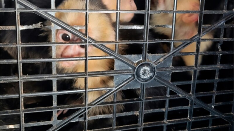 Rescatan a 10 monos capuchinos transportados ilegalmente en Tabasco