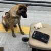 Detienen a hombre en el AICM al detectar binomio canino cocaína oculta en silla de ruedas