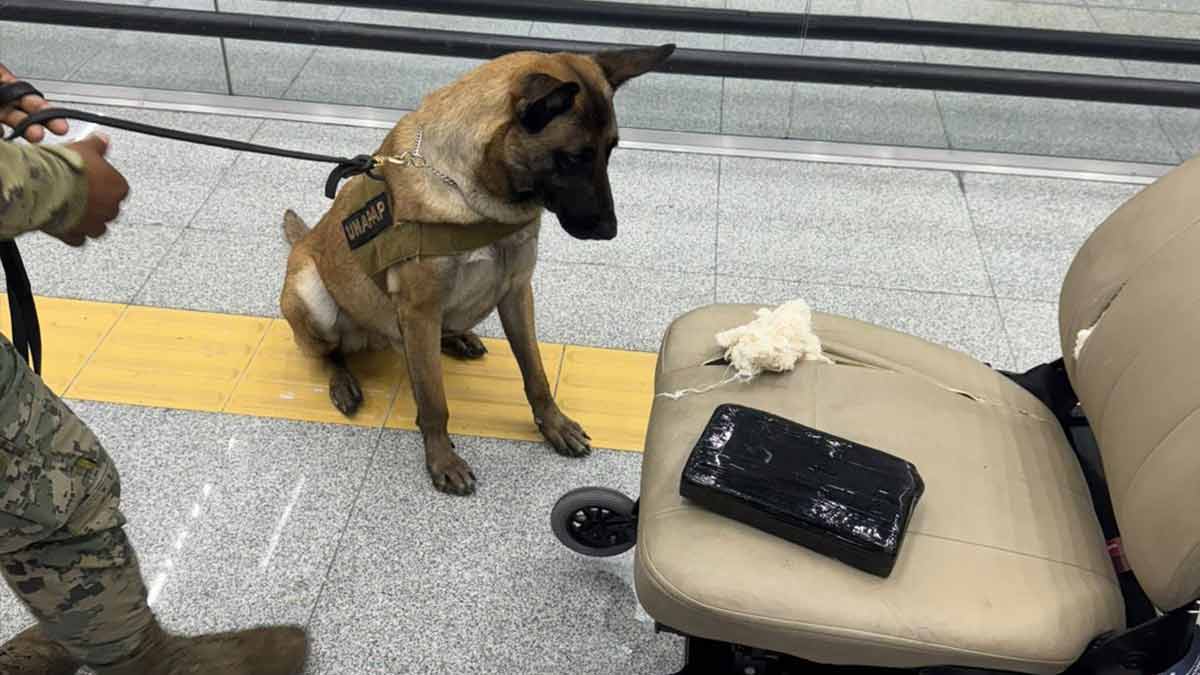 Detienen a hombre en el AICM al detectar binomio canino cocaína oculta en silla de ruedas