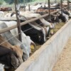 Fábrica de moscas contra gusano barrenador, abrirá en junio