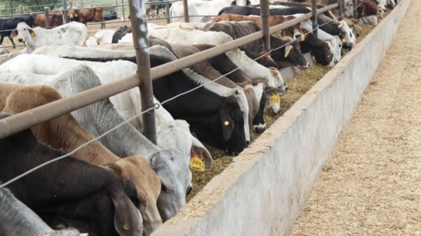 Fábrica de moscas contra gusano barrenador, abrirá en junio