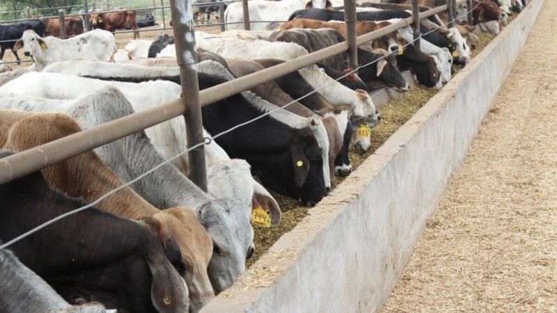 Fábrica de moscas contra gusano barrenador, abrirá en junio