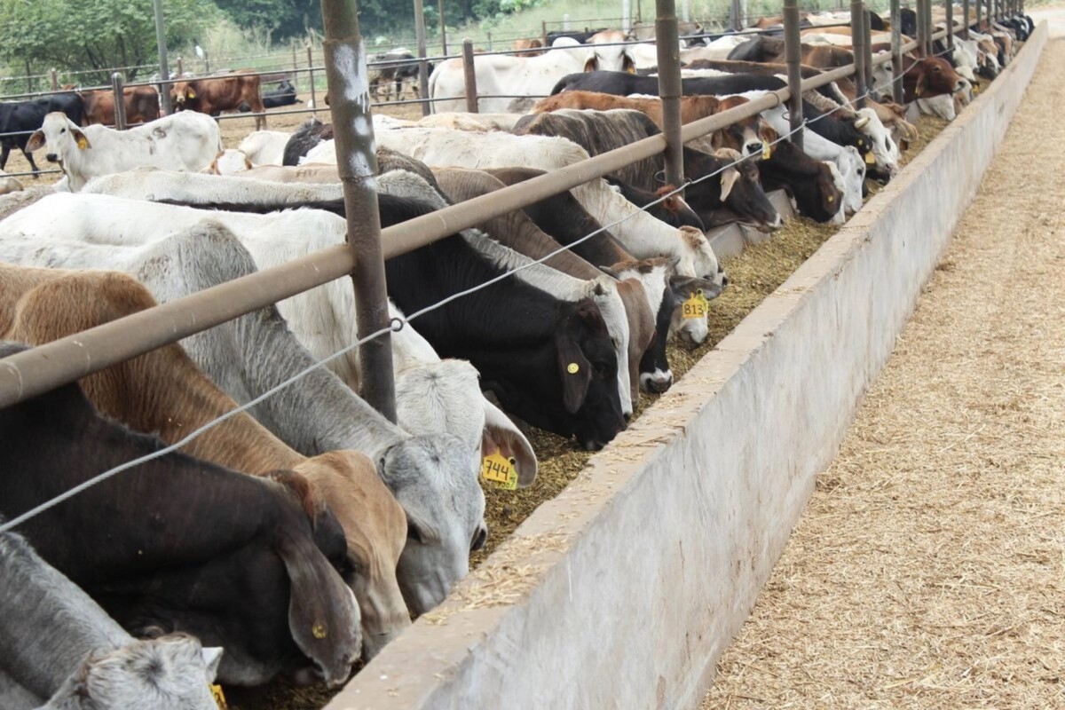Fábrica de moscas contra gusano barrenador, abrirá en junio