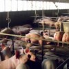 Cierran megagranja porcícola en Santa María, Yucatán