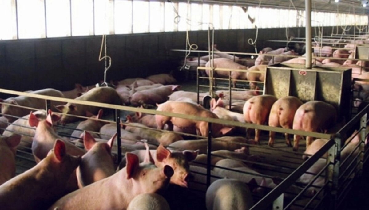 Cierran megagranja porcícola en Santa María, Yucatán