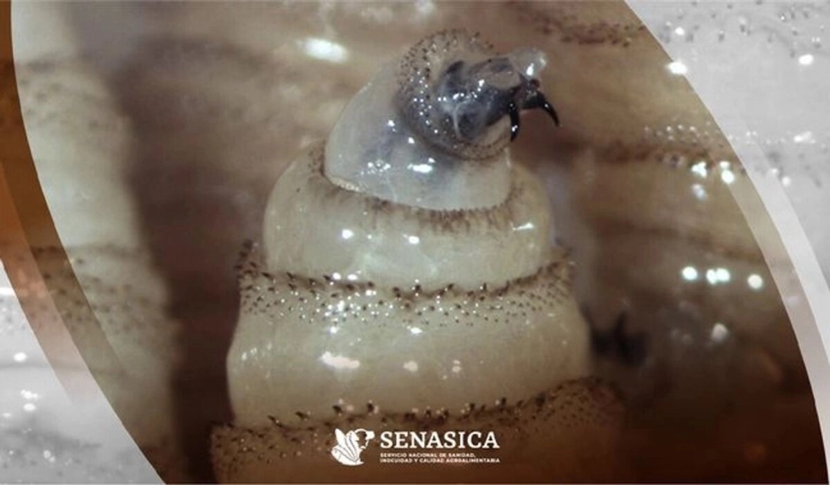 La enfermedad causada por larvas de mosca acumula dos muertes y más de 350 casos confirmados desde abril de 2025. 