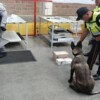 Decomisan cargamento de metanfetamina durante revisión aduanera en el AIFA
