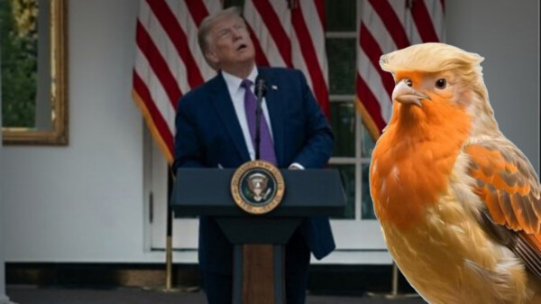 Trump se siente amenazado por un pájaro, lo confunde con dron