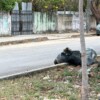 Hallan bolsas con restos humanos en la avenida Centenario, Supermanzana 227 de Cancún