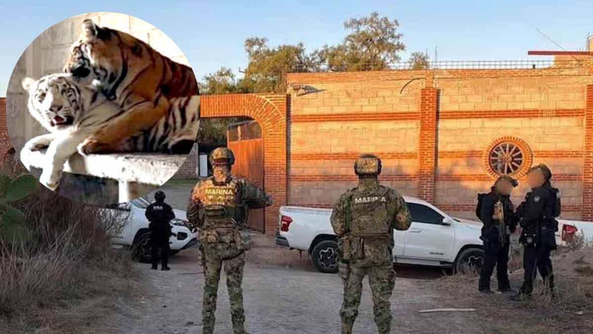 Autoridades federales desmantelan zoológico clandestino en el Edomex