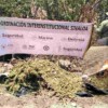 Semar localiza y destruye secadero de mariguana en Sinaloa