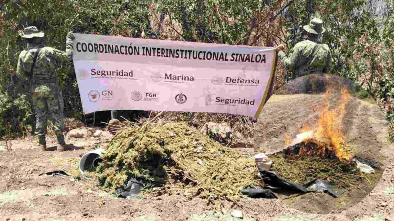 Semar localiza y destruye secadero de mariguana en Sinaloa