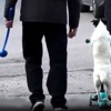 Tierno perrito conquista corazones a bordo de su patinete