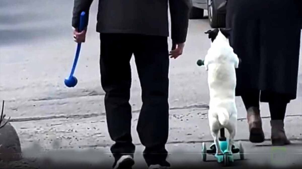 Tierno perrito conquista corazones a bordo de su patinete