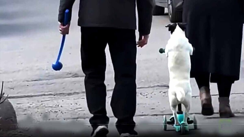 Tierno perrito conquista corazones a bordo de su patinete