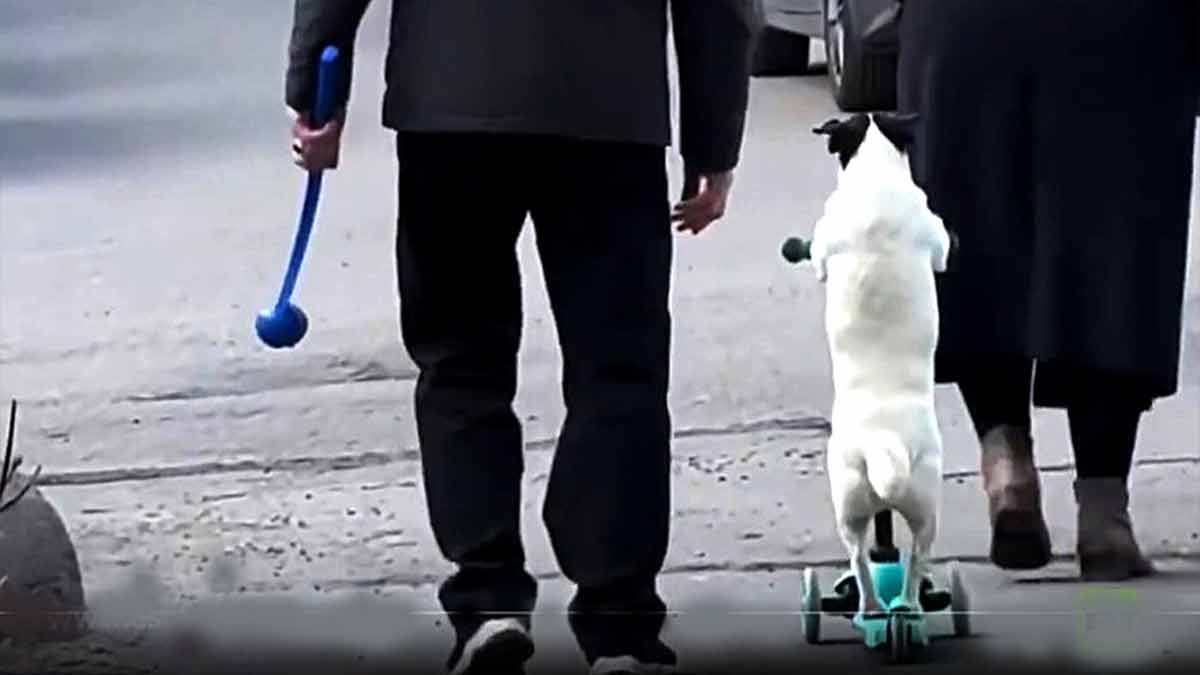 Tierno perrito conquista corazones a bordo de su patinete