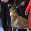Perro antidrogas sorprende a todos al olfatear a un alto mando en ceremonia