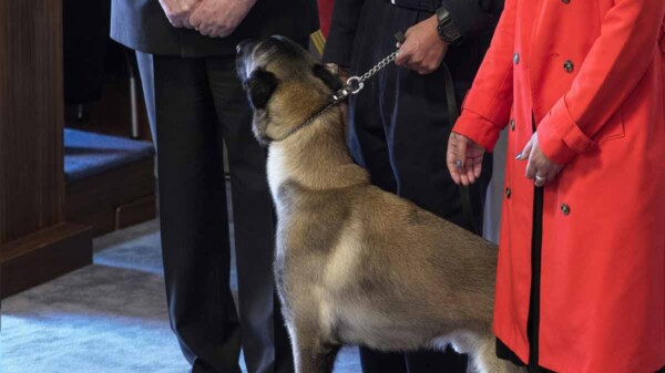 Perro antidrogas sorprende a todos al olfatear a un alto mando en ceremonia