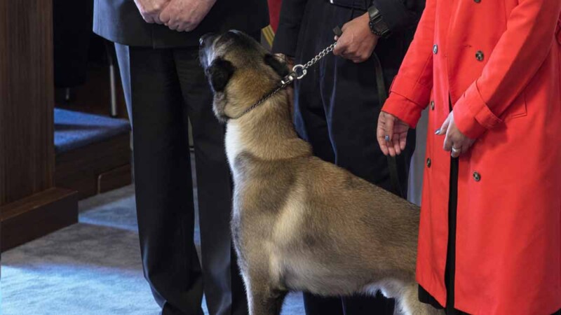 Perro antidrogas sorprende a todos al olfatear a un alto mando en ceremonia