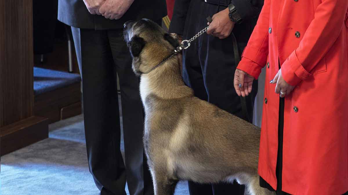 Perro antidrogas sorprende a todos al olfatear a un alto mando en ceremonia