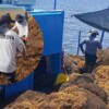 Semar intensifica la lucha contra el sargazo en Quintana Roo
