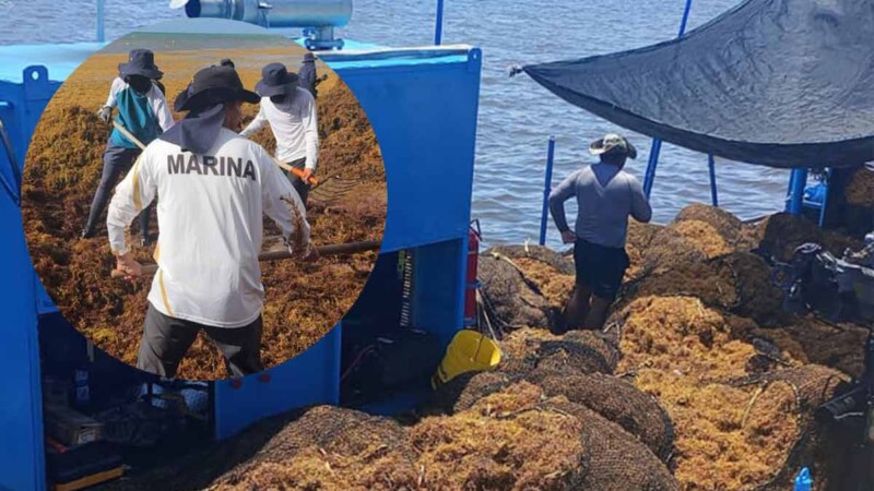 Semar intensifica la lucha contra el sargazo en Quintana Roo