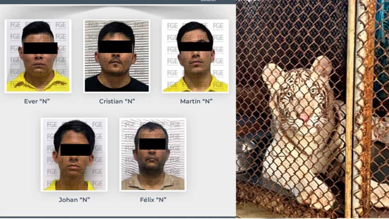 Vinculan a proceso a cinco personas por crueldad animal en Playa del Carmen