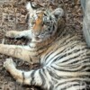 Rescatan tigre de bengala y otras especies protegidas durante operativo en Zapopan