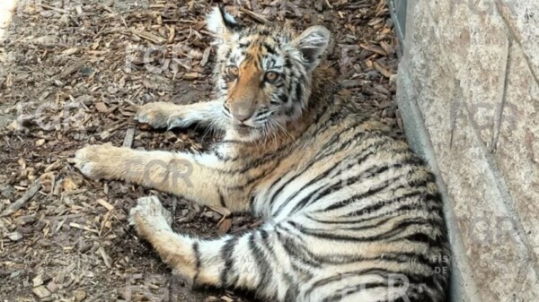Rescatan tigre de bengala y otras especies protegidas durante operativo en Zapopan