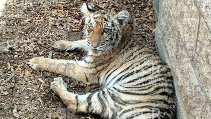 Rescatan tigre de bengala y otras especies protegidas durante operativo en Zapopan