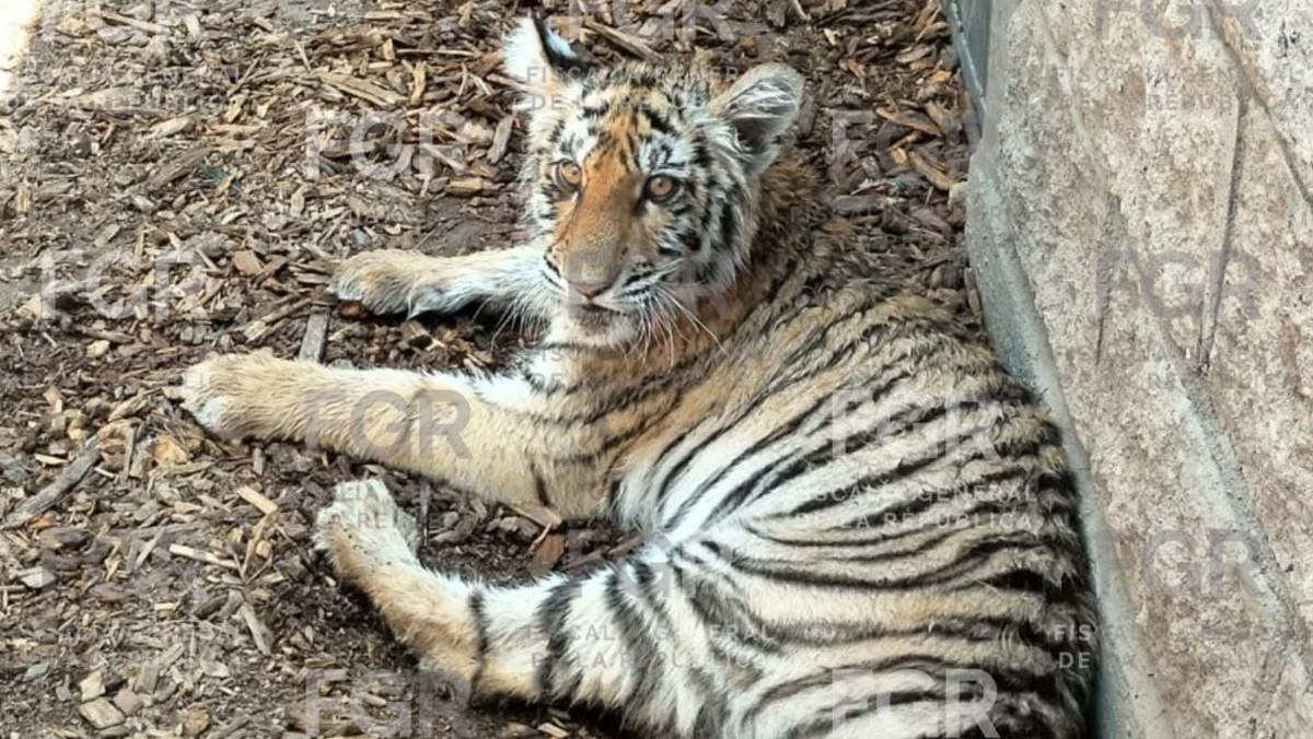 Rescatan tigre de bengala y otras especies protegidas durante operativo en Zapopan