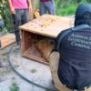 Asegura FGR tigres de bengala, un ocelote y decenas de equinos durante cateo en Durango