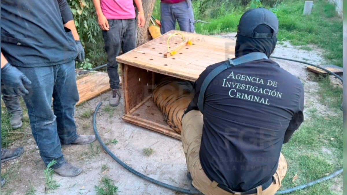 Asegura FGR tigres de bengala, un ocelote y decenas de equinos durante cateo en Durango