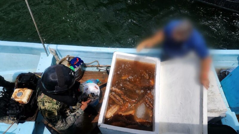 Aseguran 250 kilos de pepino de mar y detienen a tres personas durante operativo marítimo en Yucatán