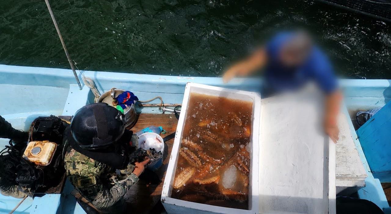 Aseguran 250 kilos de pepino de mar y detienen a tres personas durante operativo marítimo en Yucatán