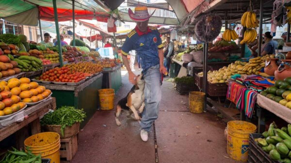 Perrito pone fin a baile viral de colombiano con inesperada mordida
