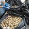 Autoridades federales aseguran cargamento de mas de 11 mil huevos de tortuga en Colima