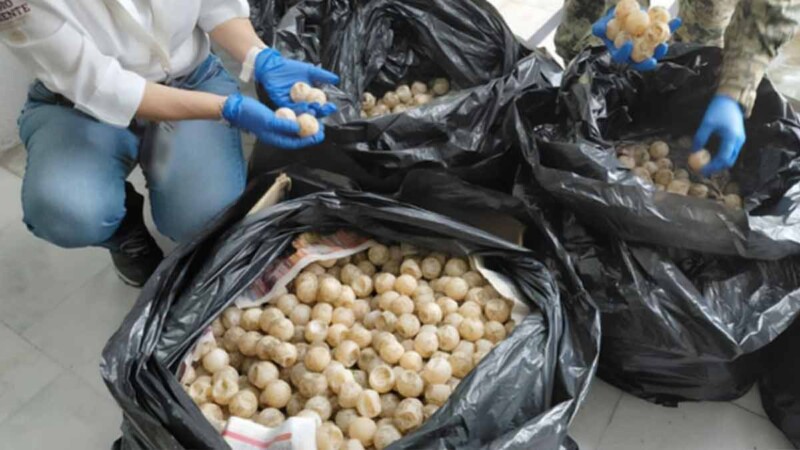 Autoridades federales aseguran cargamento de mas de 11 mil huevos de tortuga en Colima