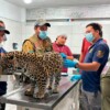 Resguardan en zoológico de Morelia a cachorro de jaguar decomisado a una mujer