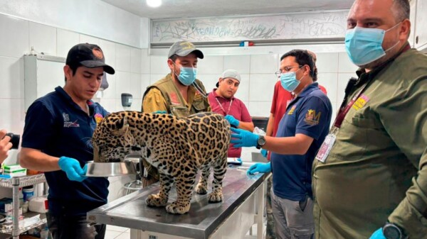 Resguardan en zoológico de Morelia a cachorro de jaguar decomisado a una mujer