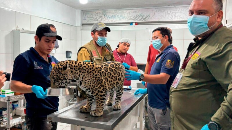 Resguardan en zoológico de Morelia a cachorro de jaguar decomisado a una mujer