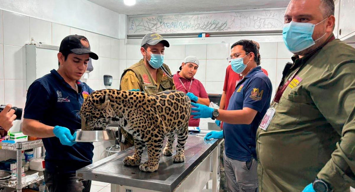 Resguardan en zoológico de Morelia a cachorro de jaguar decomisado a una mujer