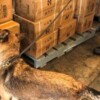 Aseguran más de 115 mil artículos de escritura en la aduana de Lázaro Cárdenas, Michoacán